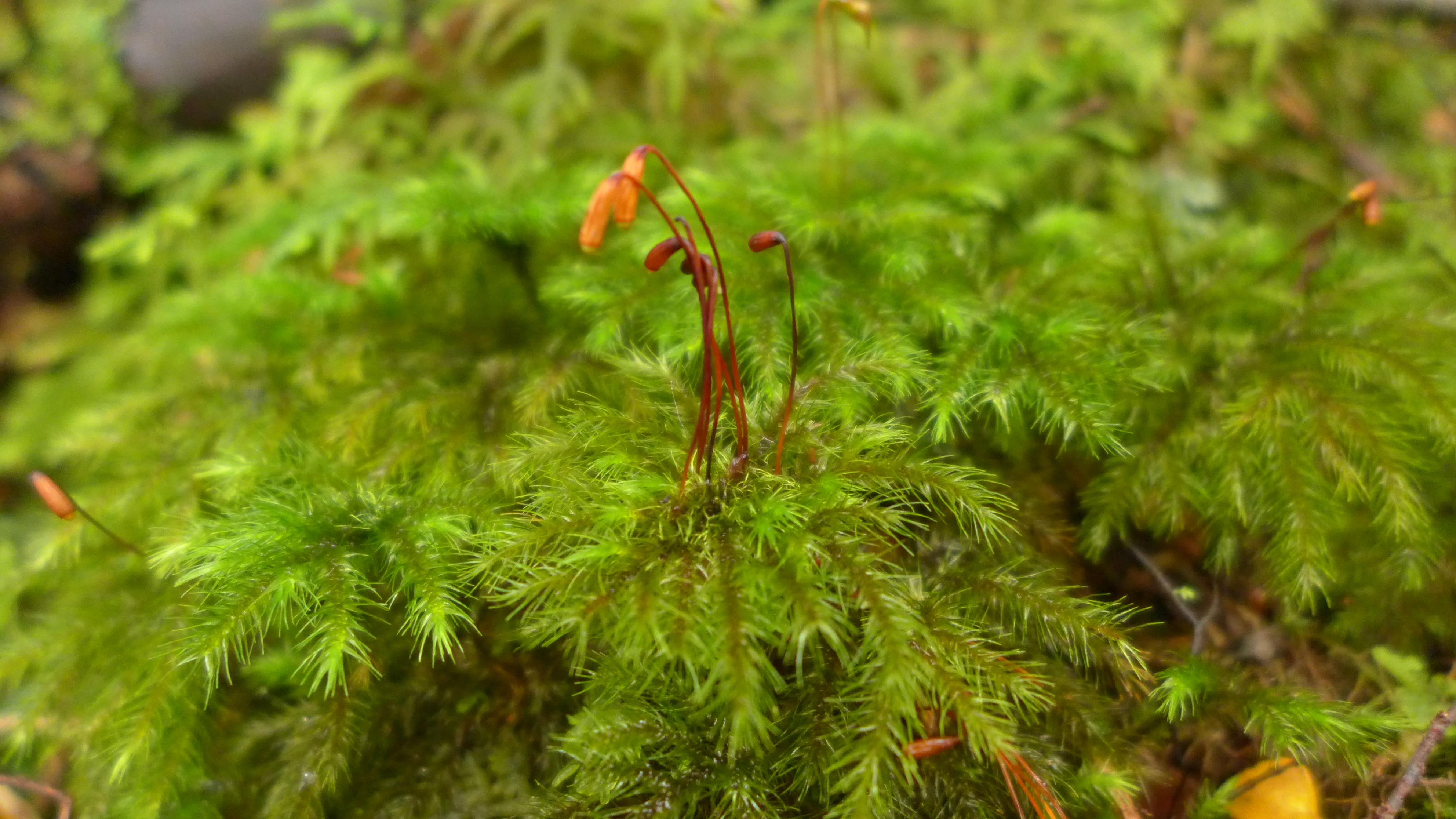 Представитель Семейства Hypnodendraceae